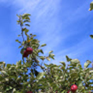 Meet your Posher, Fourlivingmore